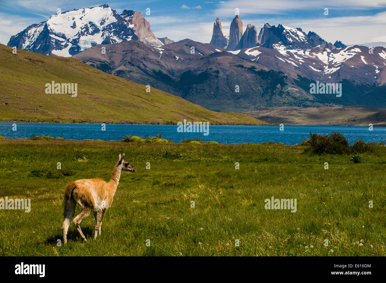 Guanaco (Lama guanicoe), Parco Nazionale Torres del Paine, Patagonia, Cile Foto Stock