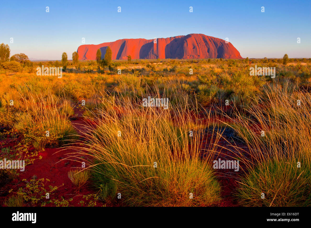 Uluru Ayers Rock, nel tardo pomeriggio, Territori del Nord, Australia Foto Stock