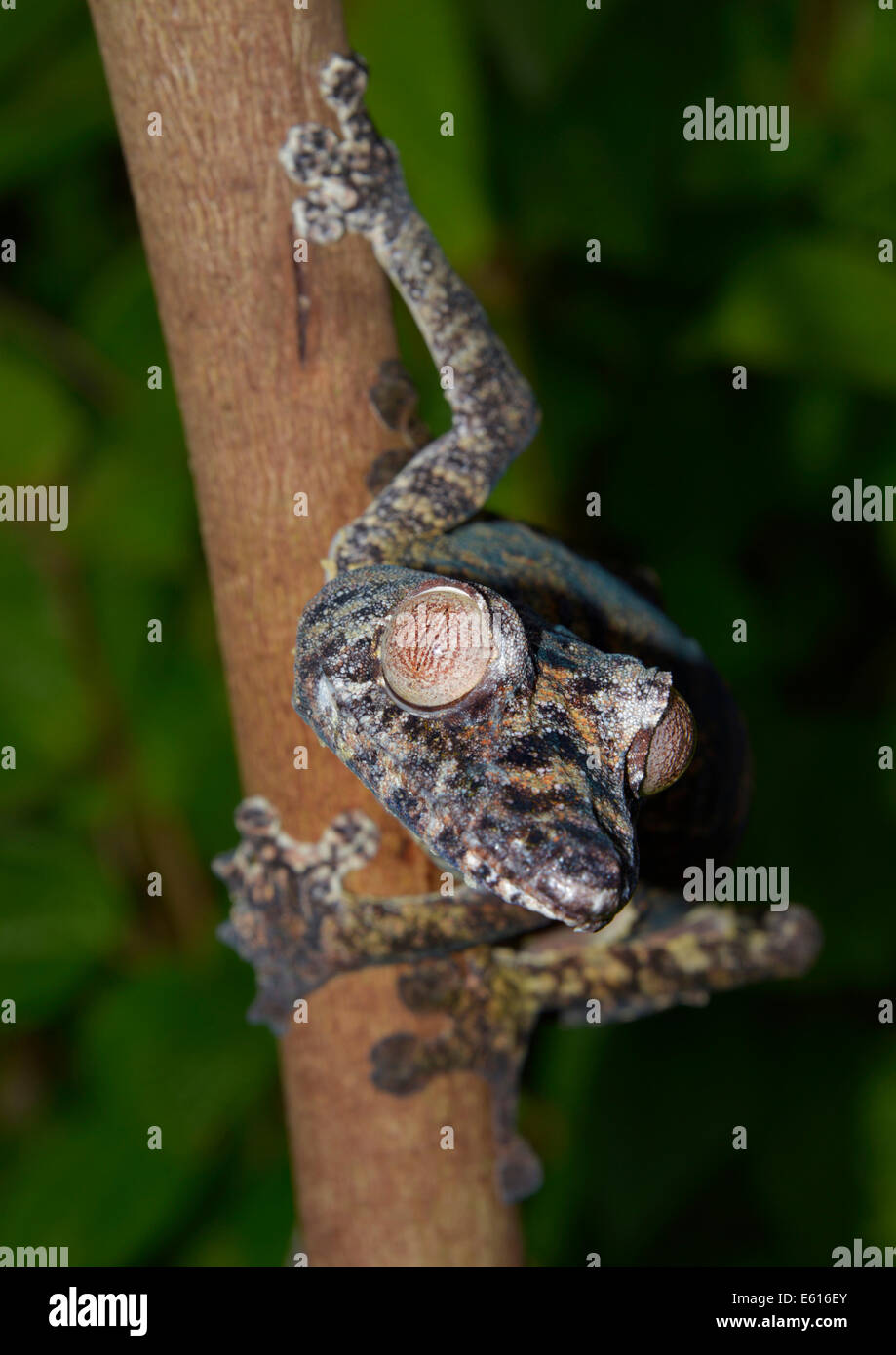 Uroplatus giganteus foglia-tailed gecko, Marojejy National Park, Madagascar Foto Stock