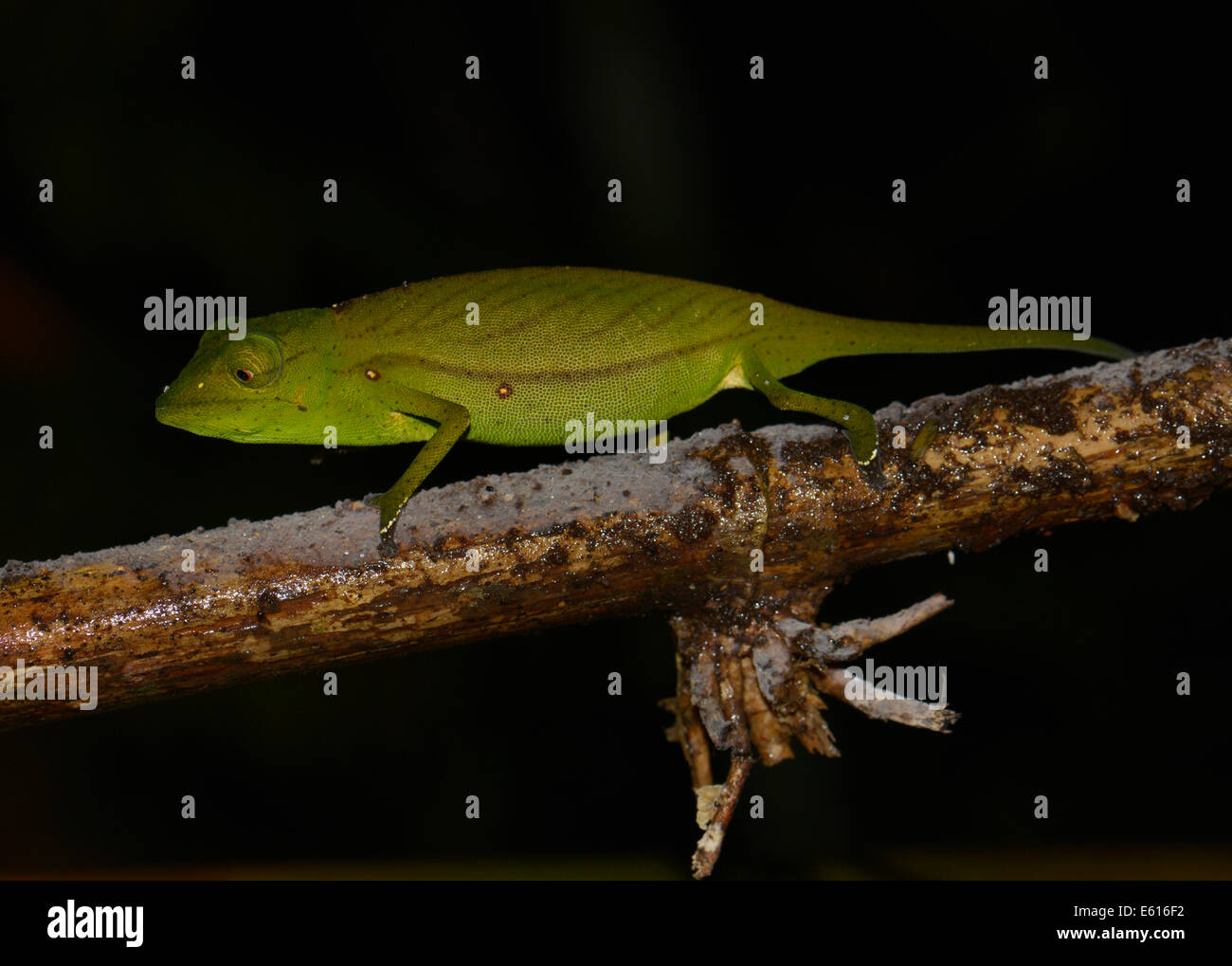 Chameleon (Calumma marojezense), estremamente raro, Marojejy National Park, Madagascar Foto Stock