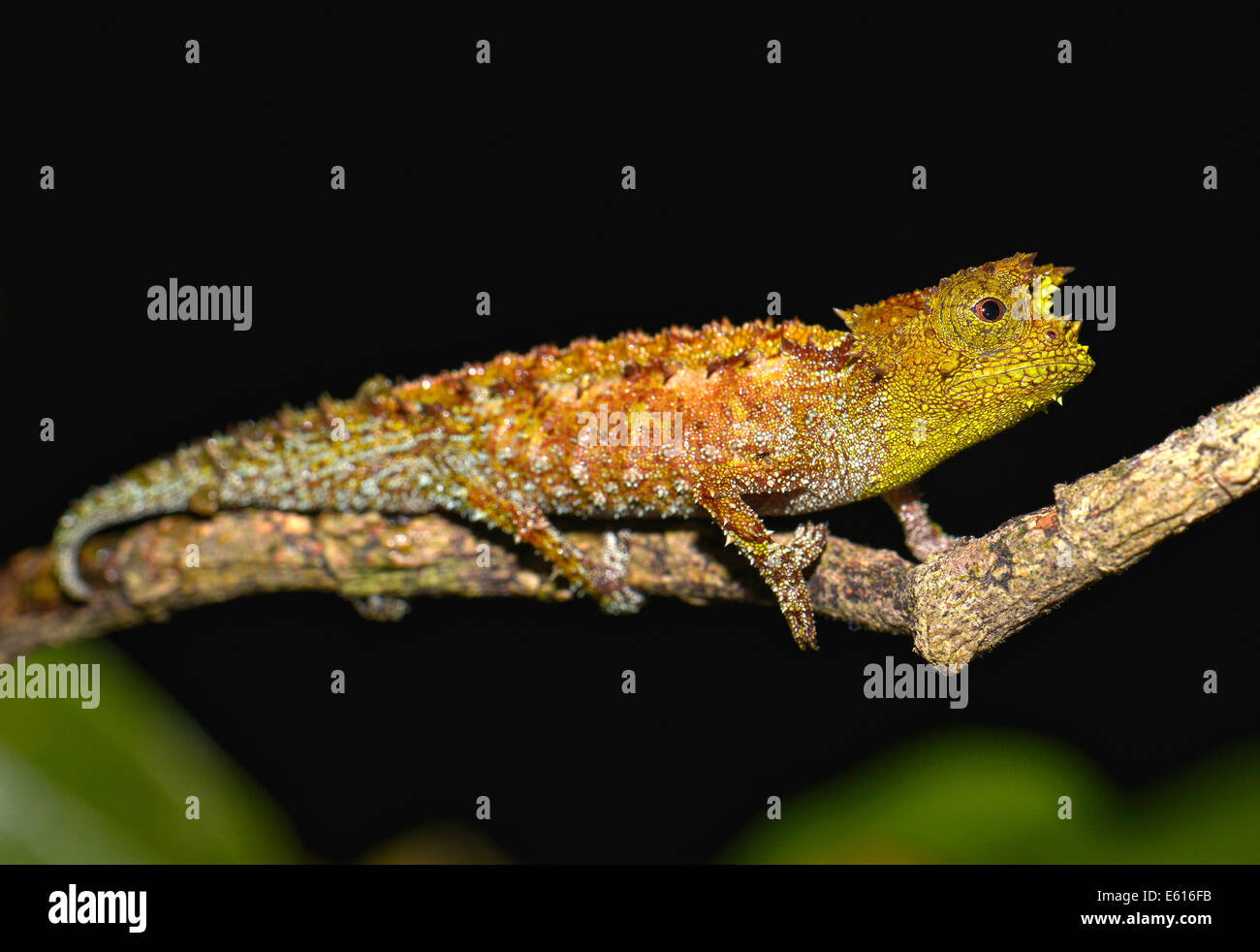 Chameleon (Calumma marojezense), estremamente raro, Marojejy, Madagascar Foto Stock