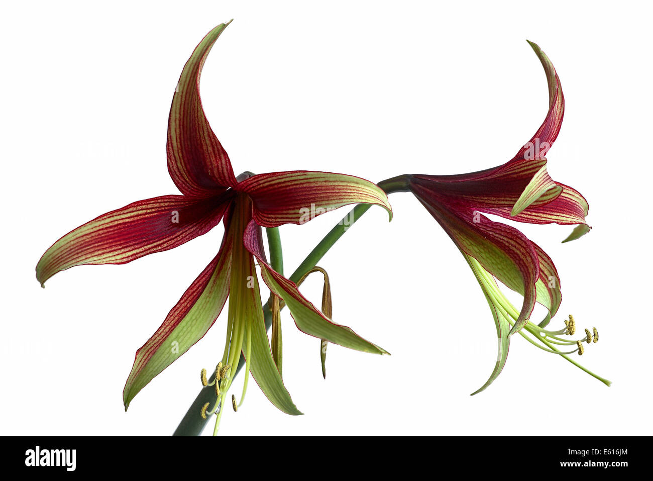 Hippeastrum cybister (hippeastrum cybister), da Bolivia Foto Stock