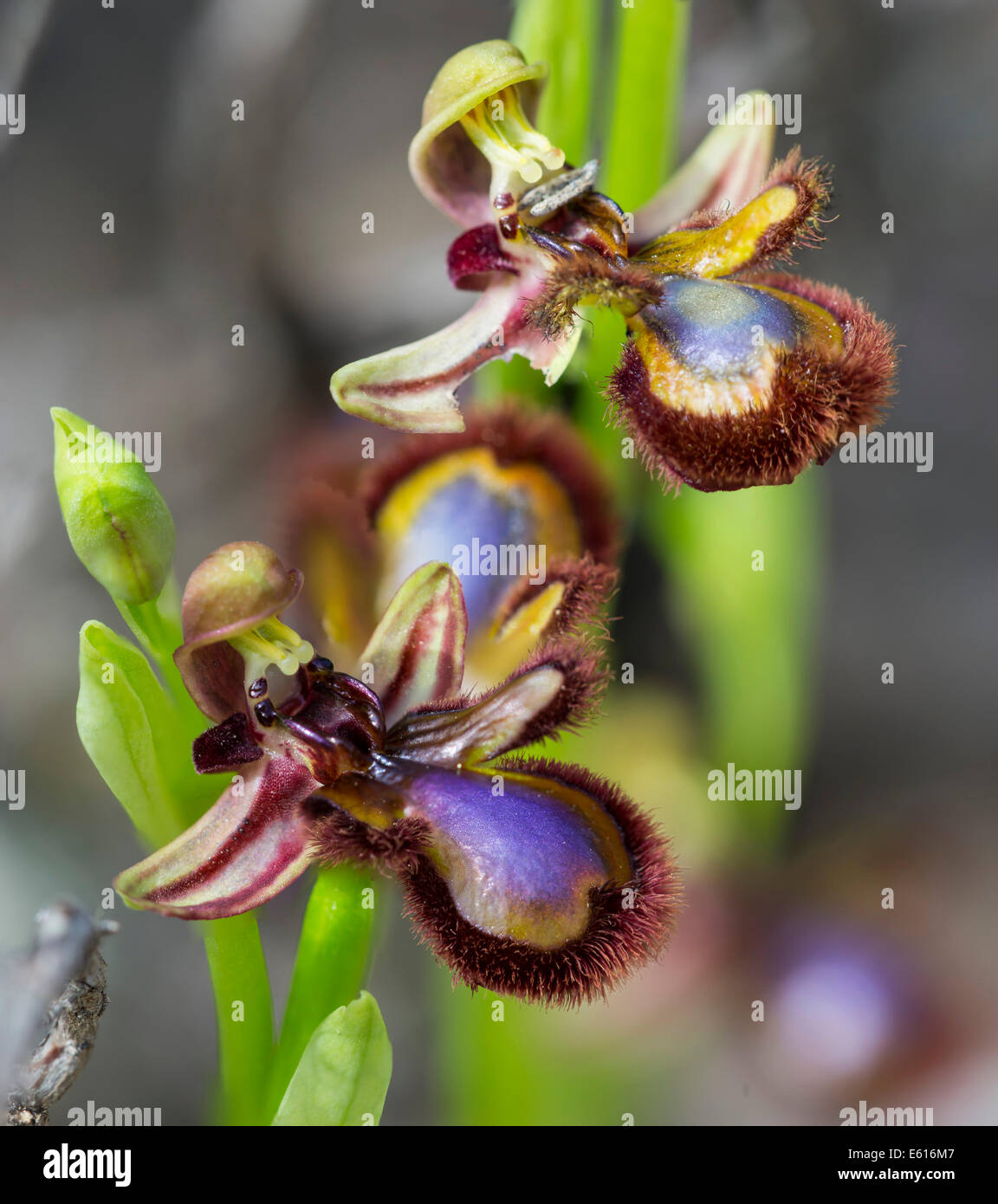 Specchio (orchidee Ophrys speculum), Andalusia, Spagna Foto Stock