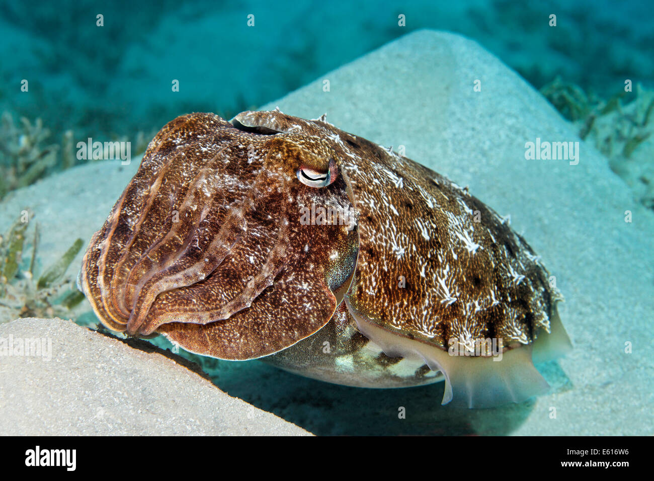 Broadclub Seppie (Sepia latimanus) sulle colline di sabbia, Makadi Bay, Mar Rosso, Hurghada, Egitto Foto Stock