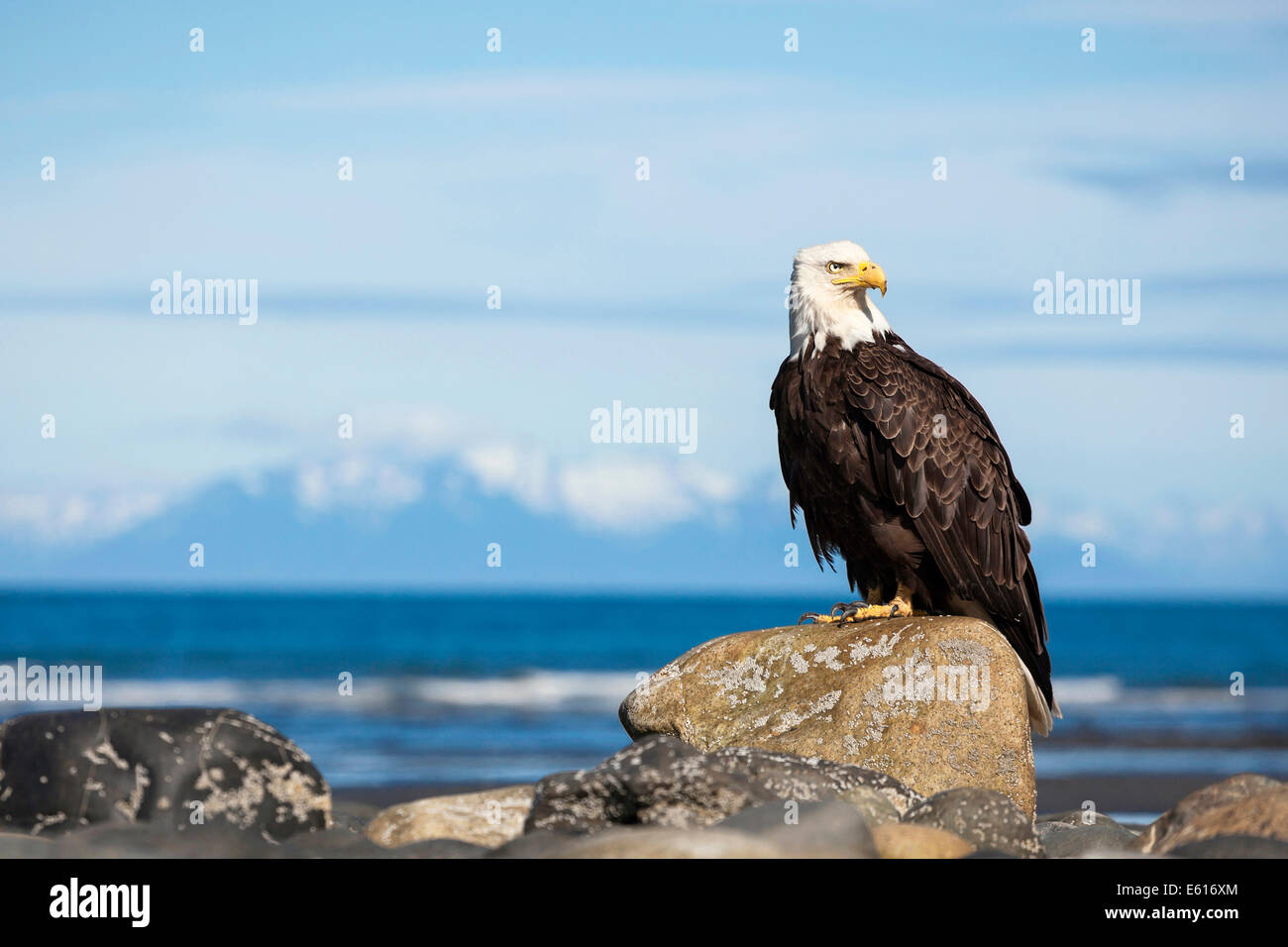 Aquila calva (Haliaeetus leucocephalus) sulla spiaggia di punto di ancoraggio, Kenai Peninsula, Alaska, Stati Uniti Foto Stock