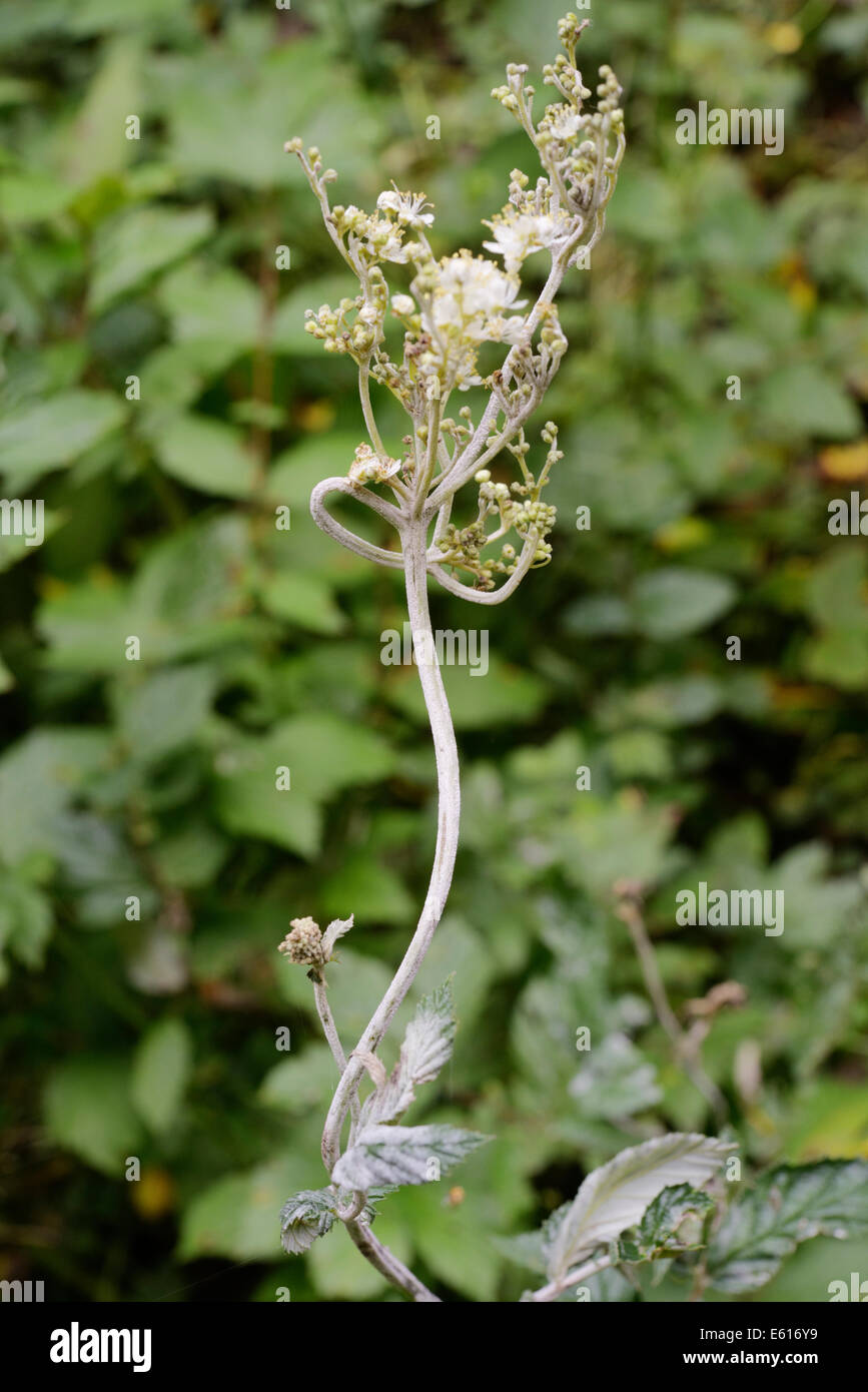 Oidio fungo su olmaria. Filipendula ulmaria flowerhead, Wales, Regno Unito Foto Stock