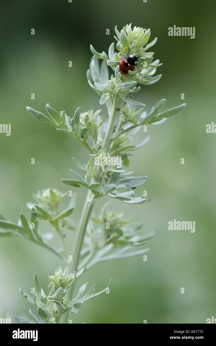 Comune di assenzio, Artemisia absinthium Foto Stock
