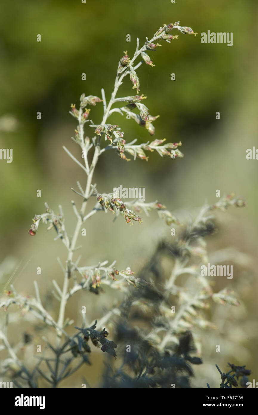 Mare assenzio, artemisia maritima Foto Stock