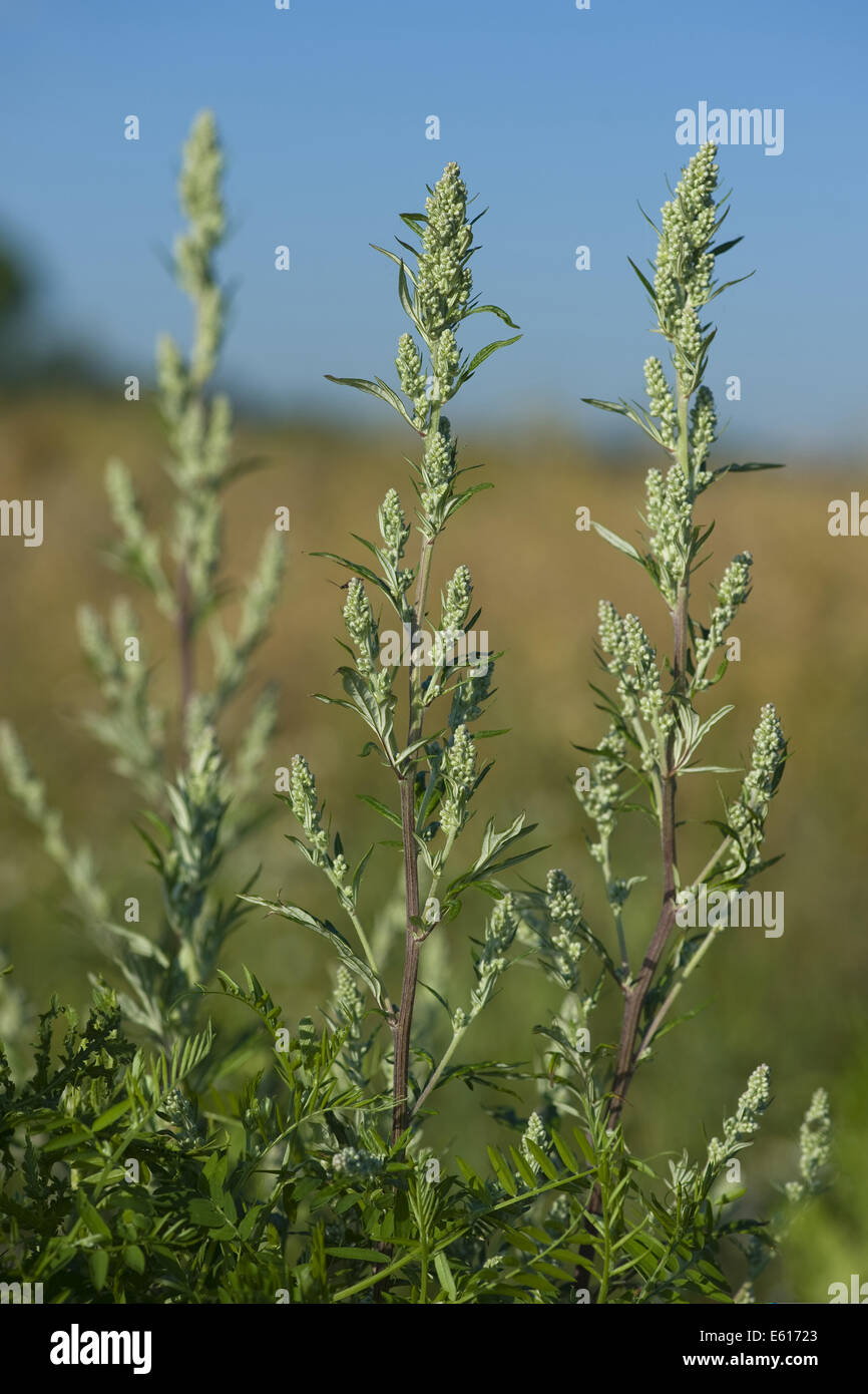 Comune di assenzio, Artemisia vulgaris Foto Stock