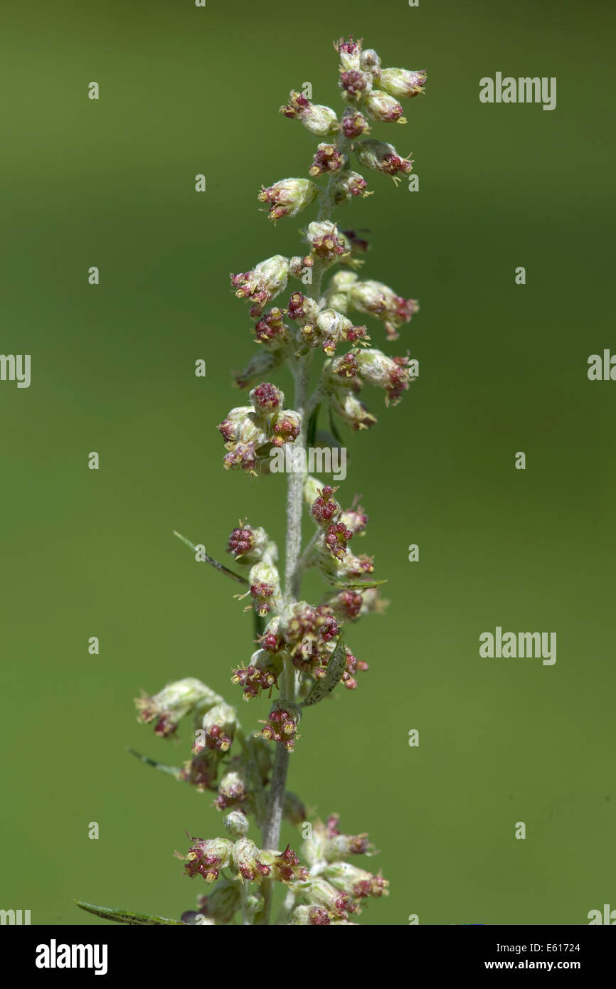 Comune di assenzio, Artemisia vulgaris Foto Stock