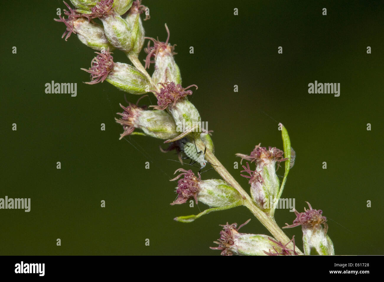 Comune di assenzio, Artemisia vulgaris Foto Stock