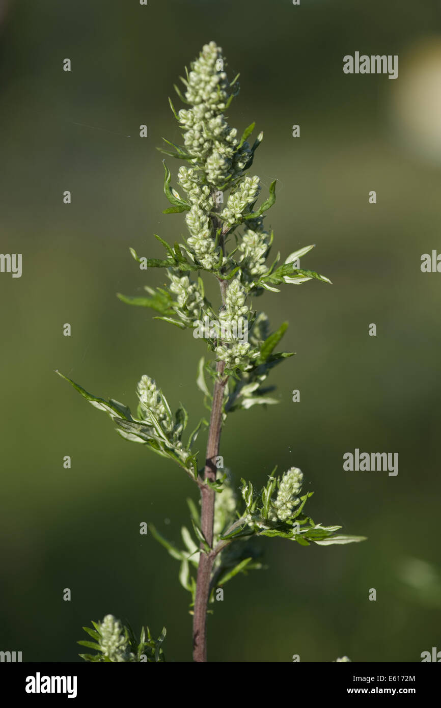 Comune di assenzio, Artemisia vulgaris Foto Stock