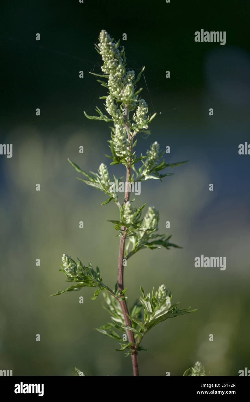 Comune di assenzio, Artemisia vulgaris Foto Stock