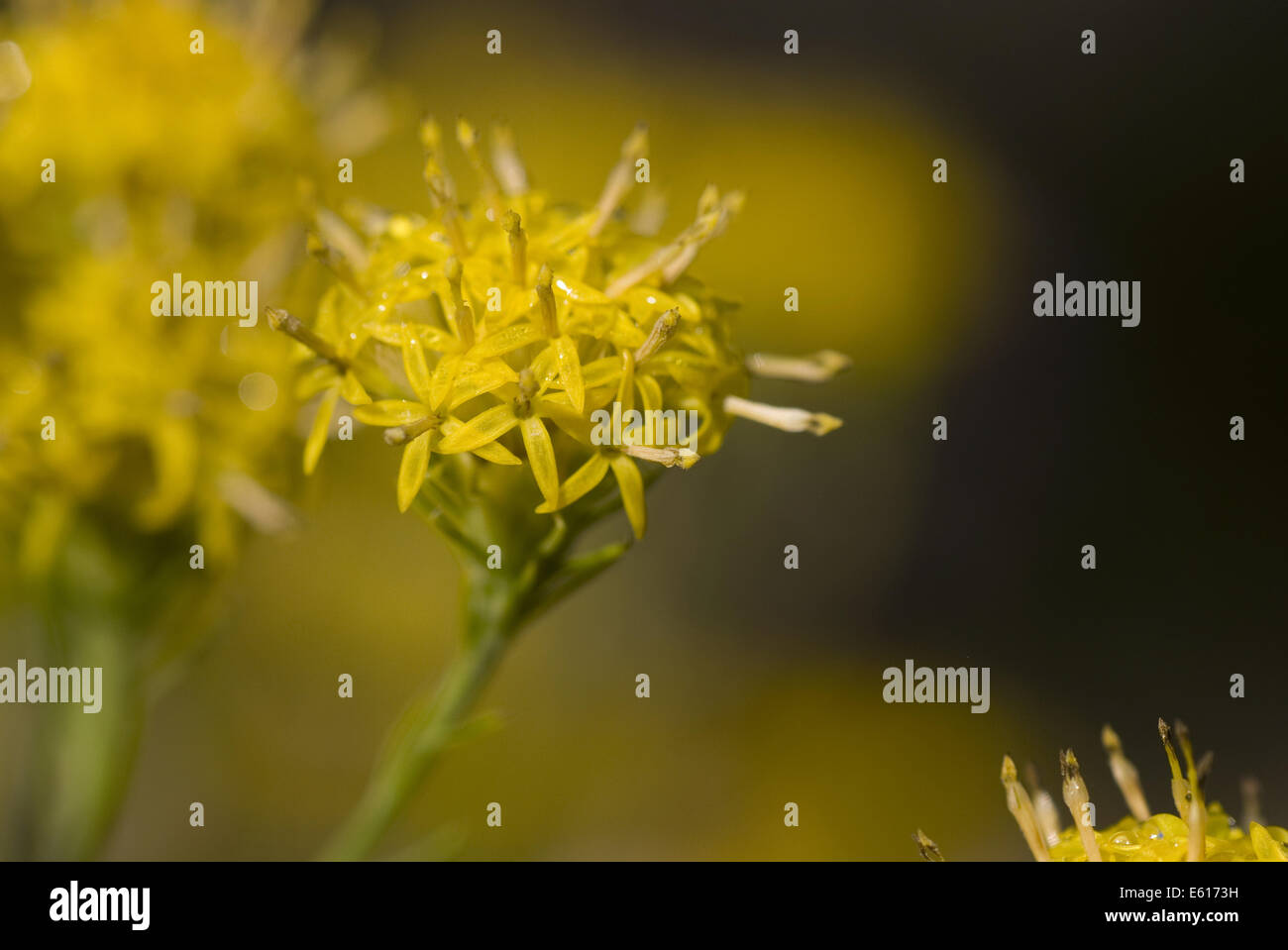 La storia di Riccioli d'oro aster, Aster linosyris Foto Stock