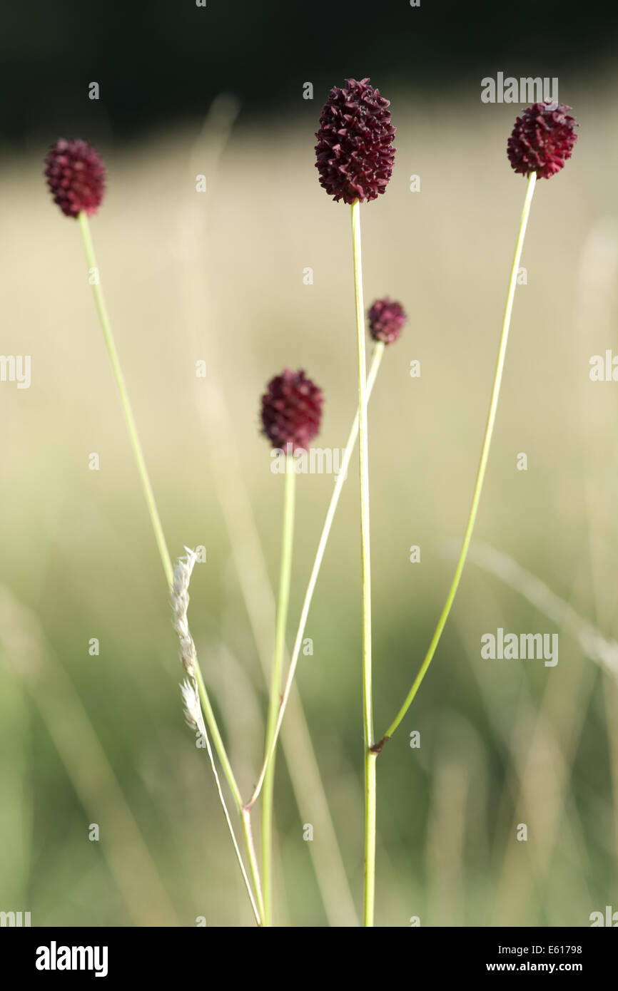 Sanguisorba officinalis Foto Stock