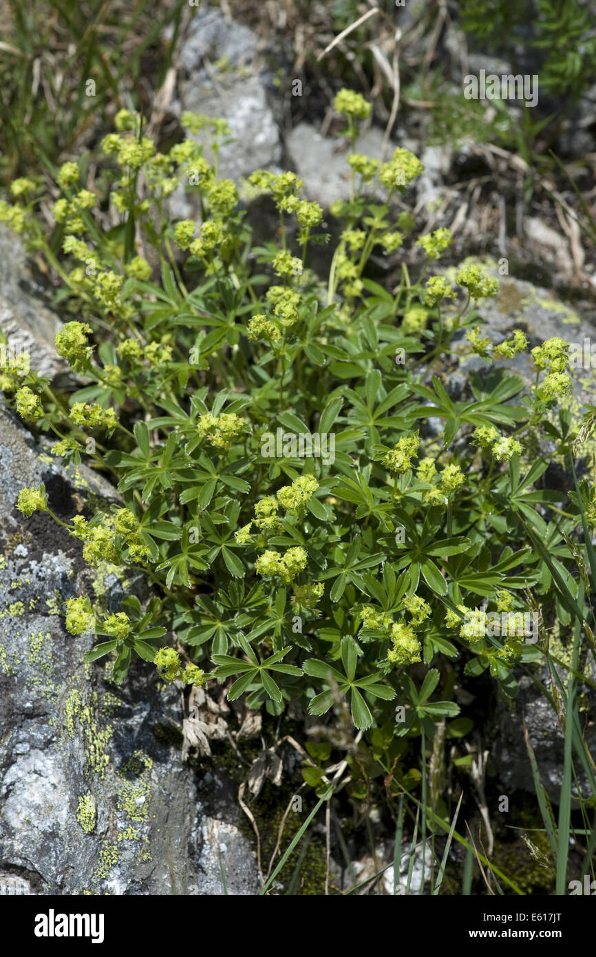 Alpine lady del mantello, Alchemilla alpina Foto Stock