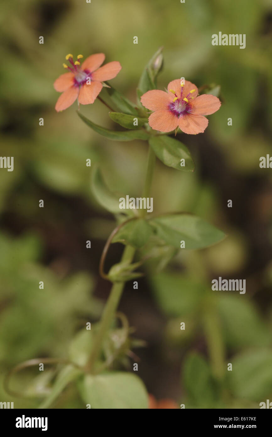 Scarlet pimpernel, anagallis arvense Foto Stock