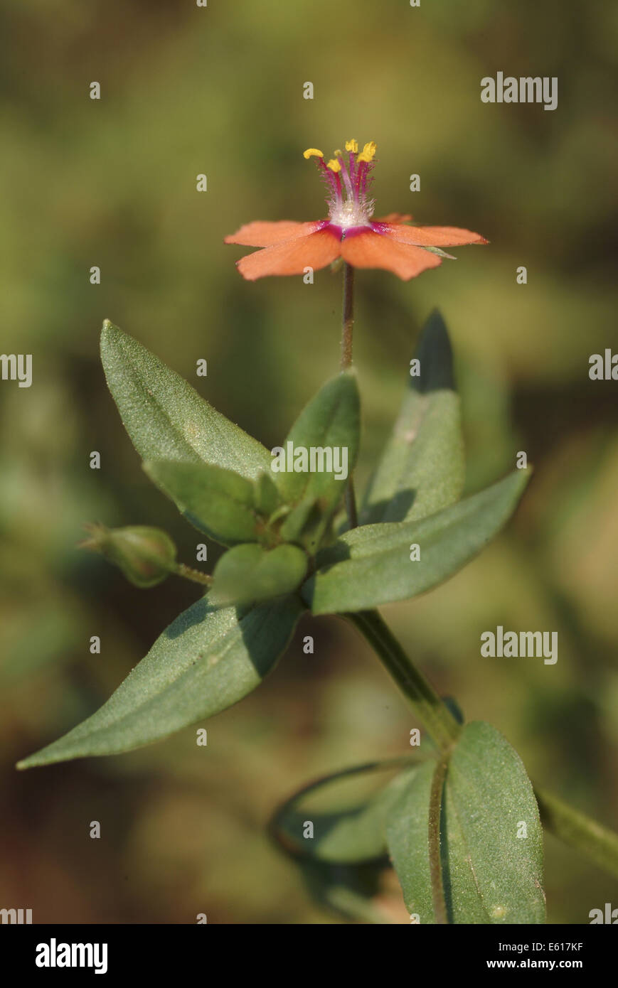 Scarlet pimpernel, anagallis arvense Foto Stock