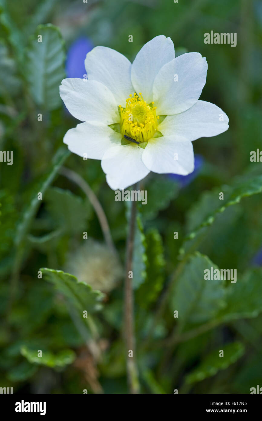 Mountain avens, Dryas octopetala Foto Stock
