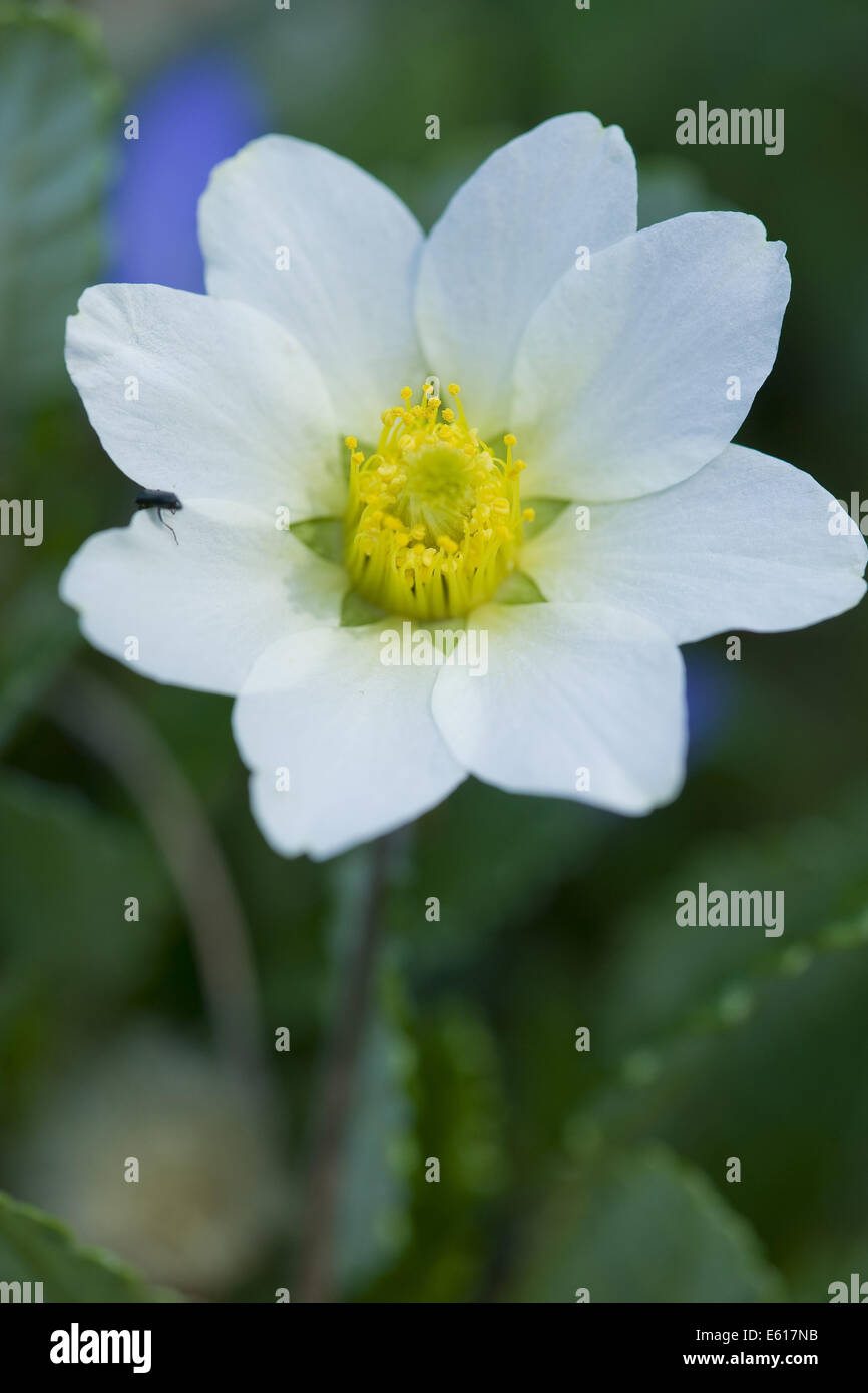 Mountain avens, Dryas octopetala Foto Stock