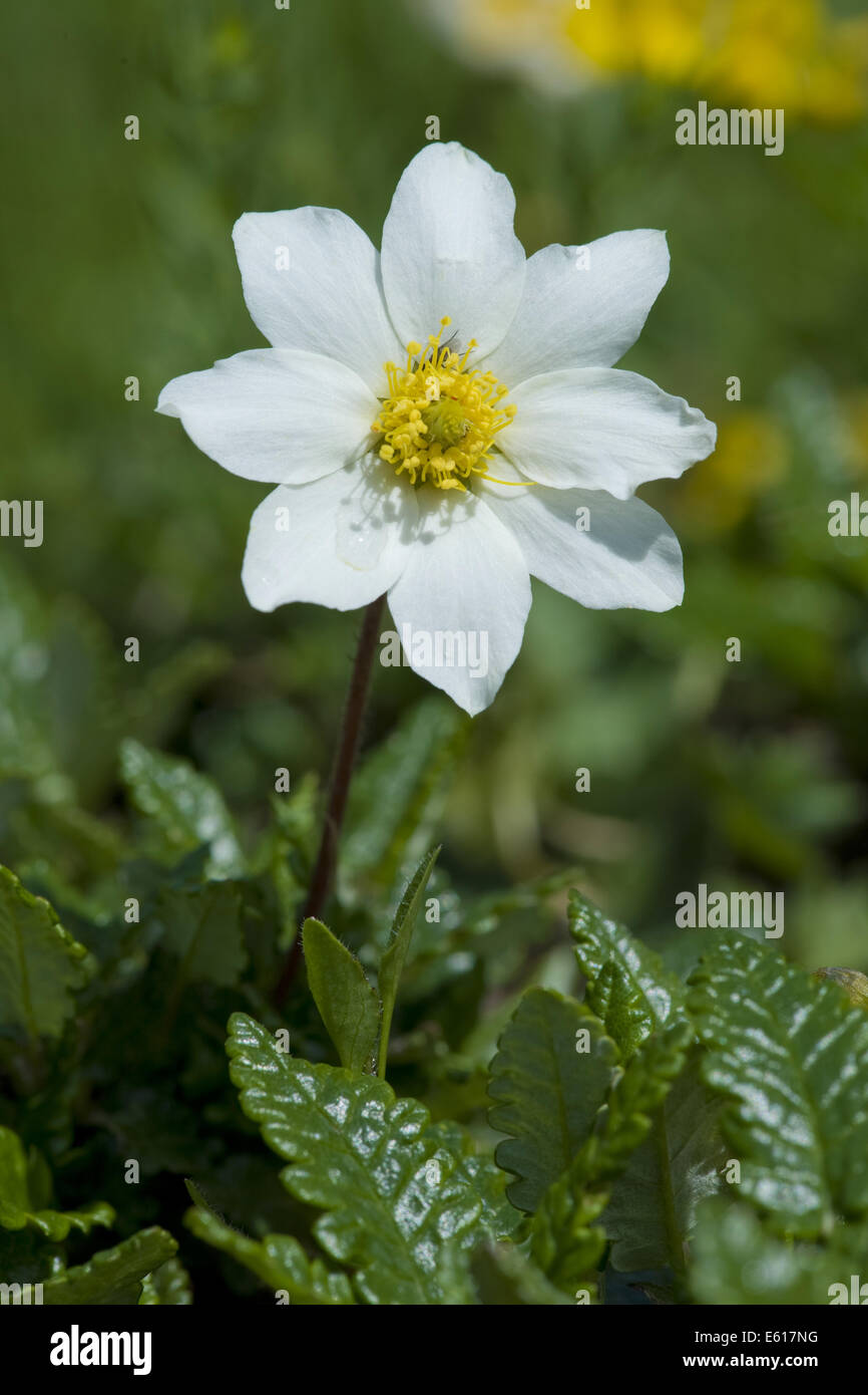 Mountain avens, Dryas octopetala Foto Stock