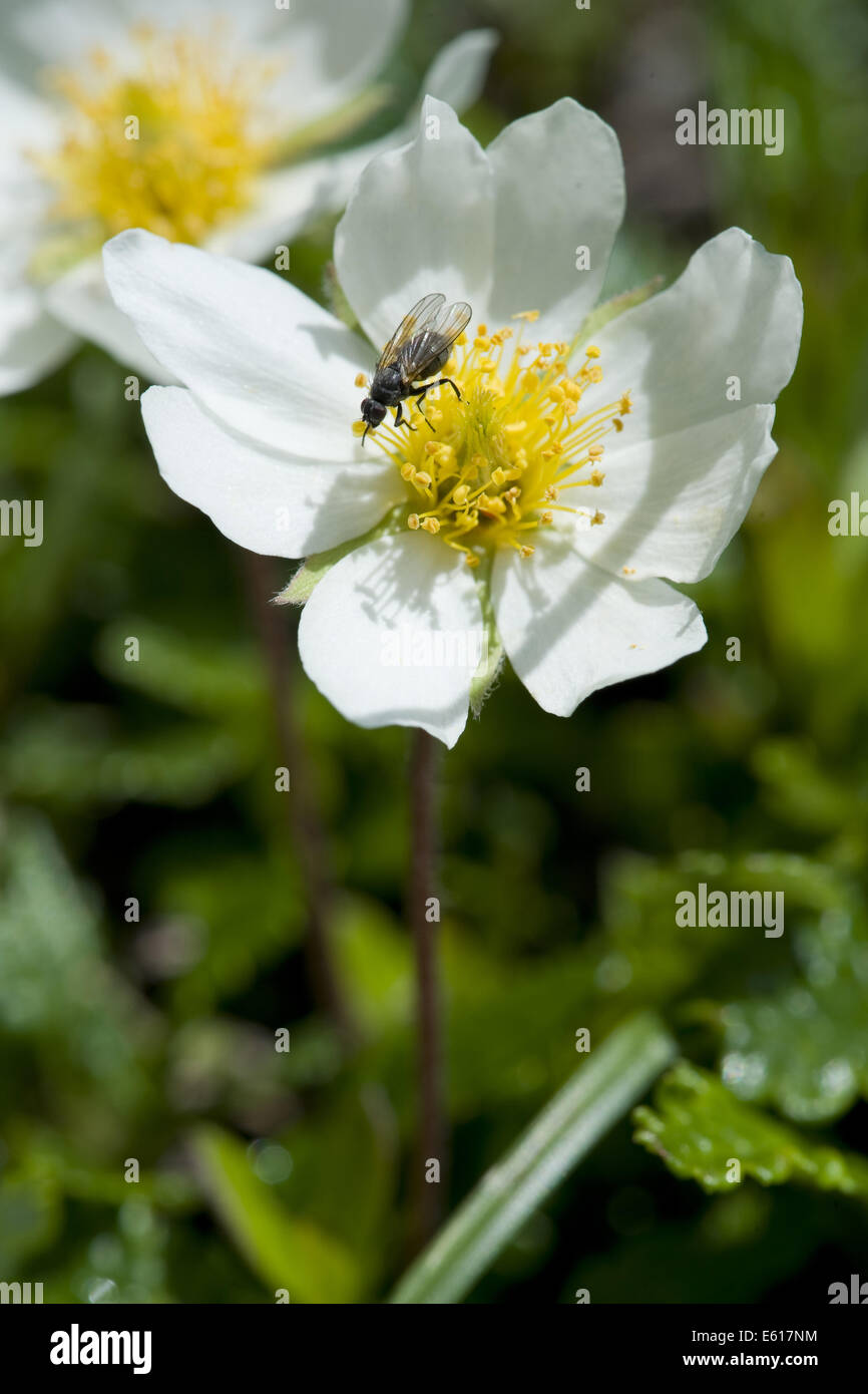 Mountain avens, Dryas octopetala Foto Stock