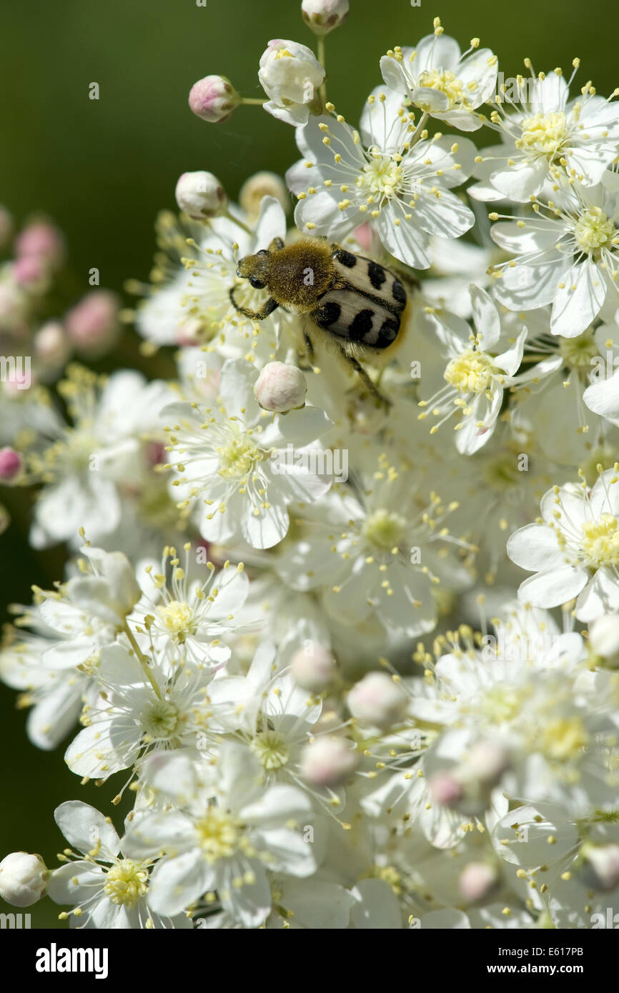 Bee beetle (trichius fasciatus) su dropwort (filipendula vulgaris) Foto Stock