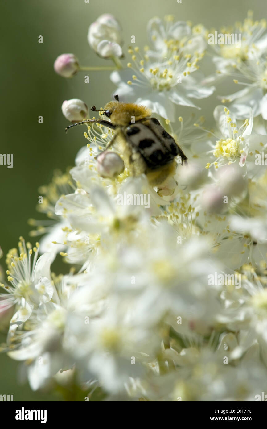 Bee beetle (trichius fasciatus) su dropwort (filipendula vulgaris) Foto Stock