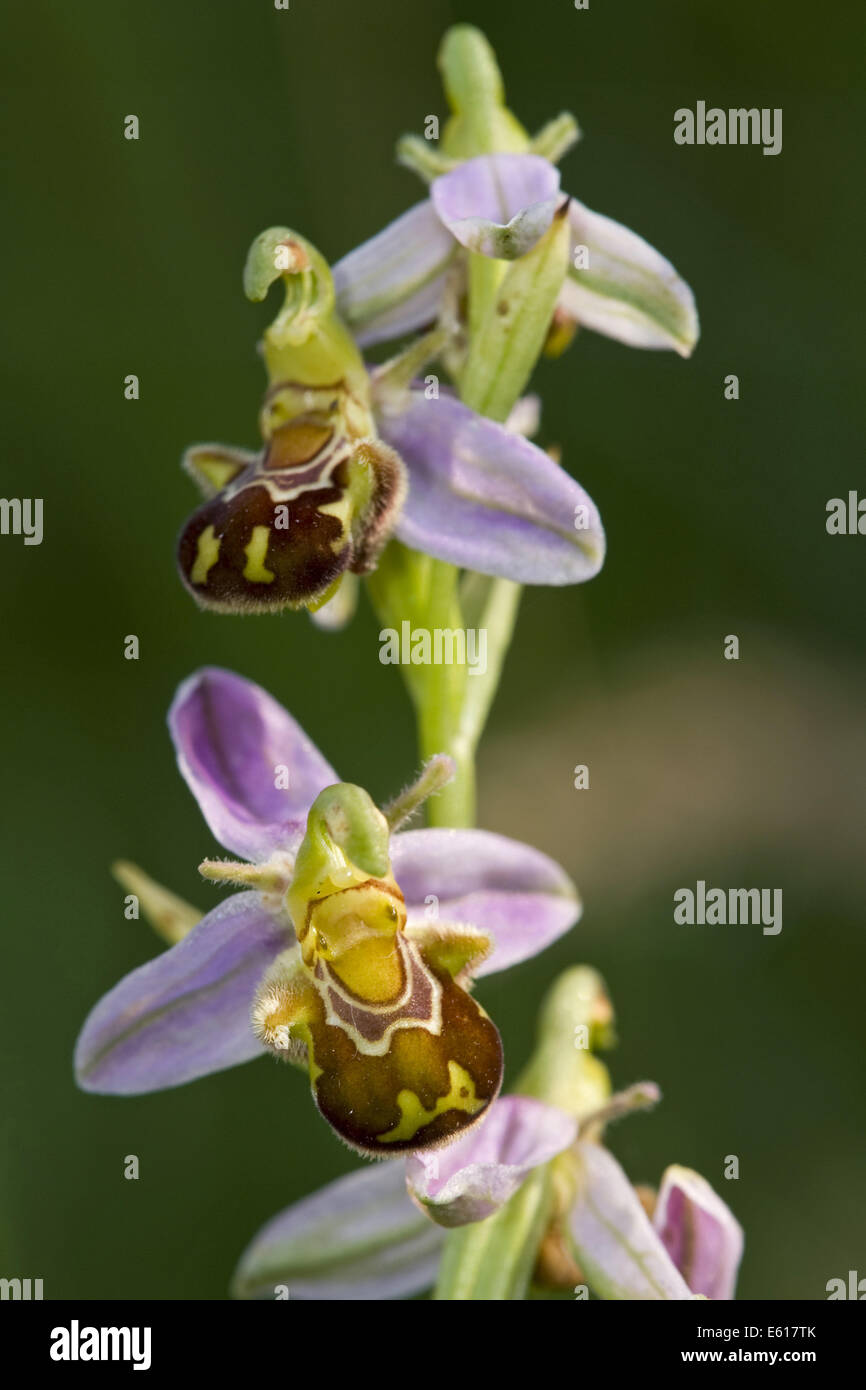 Bee orchid, ophrys apifera Foto Stock