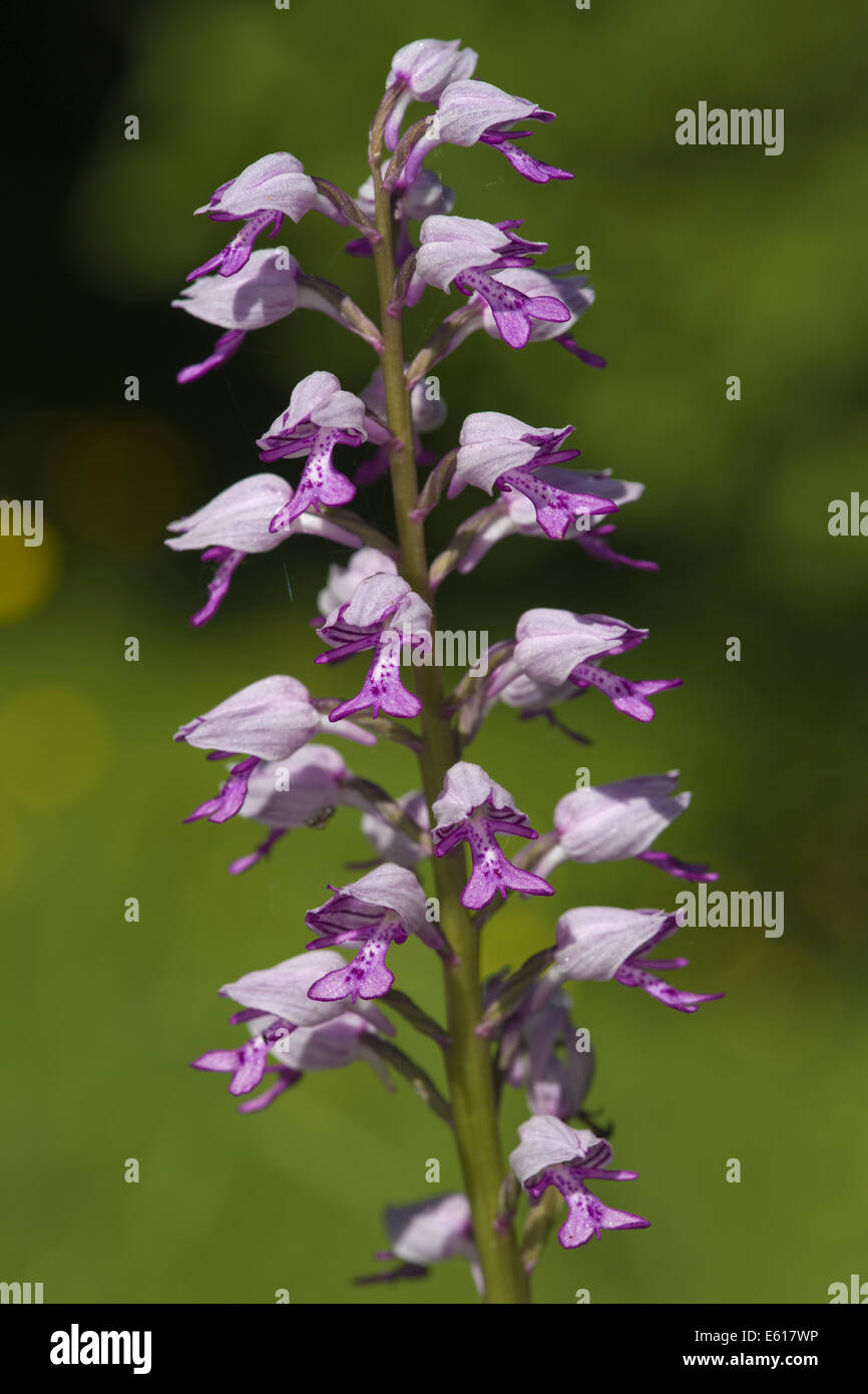 Orchidea militare, Orchis militaris Foto Stock