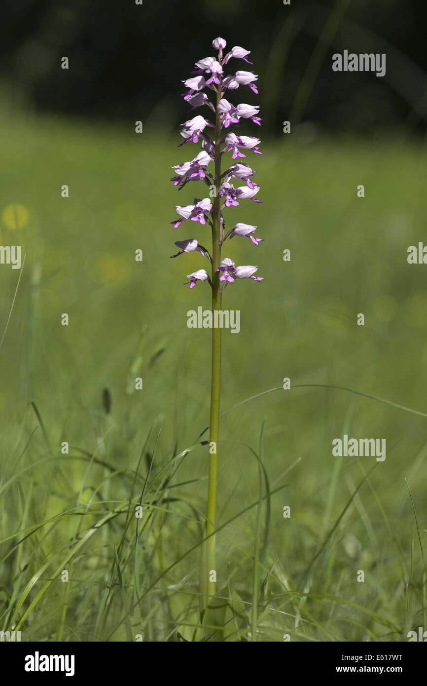 Orchidea militare, Orchis militaris Foto Stock