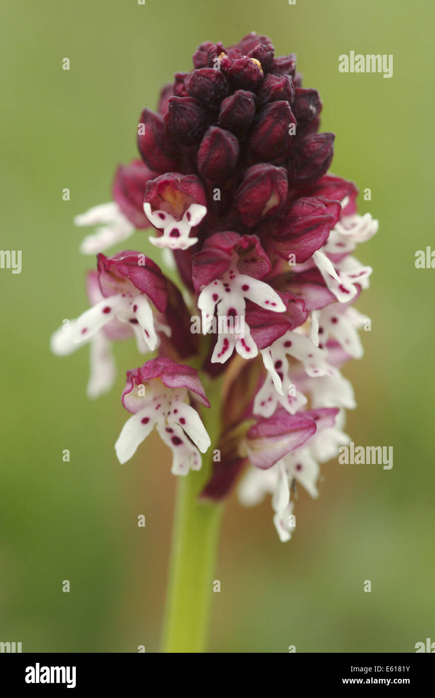 Bruciato-punta orchid, orchis ustulata Foto Stock