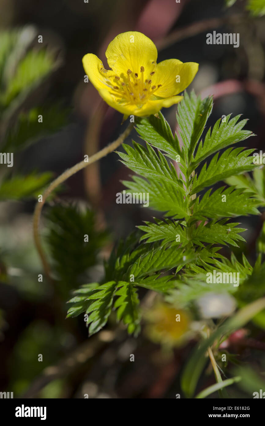 Silverweed comune, potentilla anserina Foto Stock