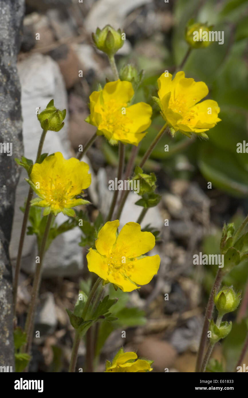 Alpine cinquefoil, potentilla crantzii Foto Stock