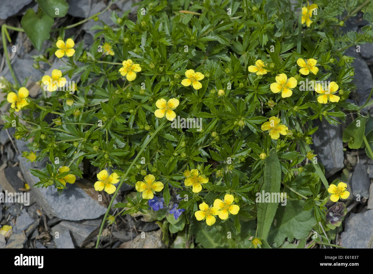 Tormentil, potentilla erecta Foto Stock