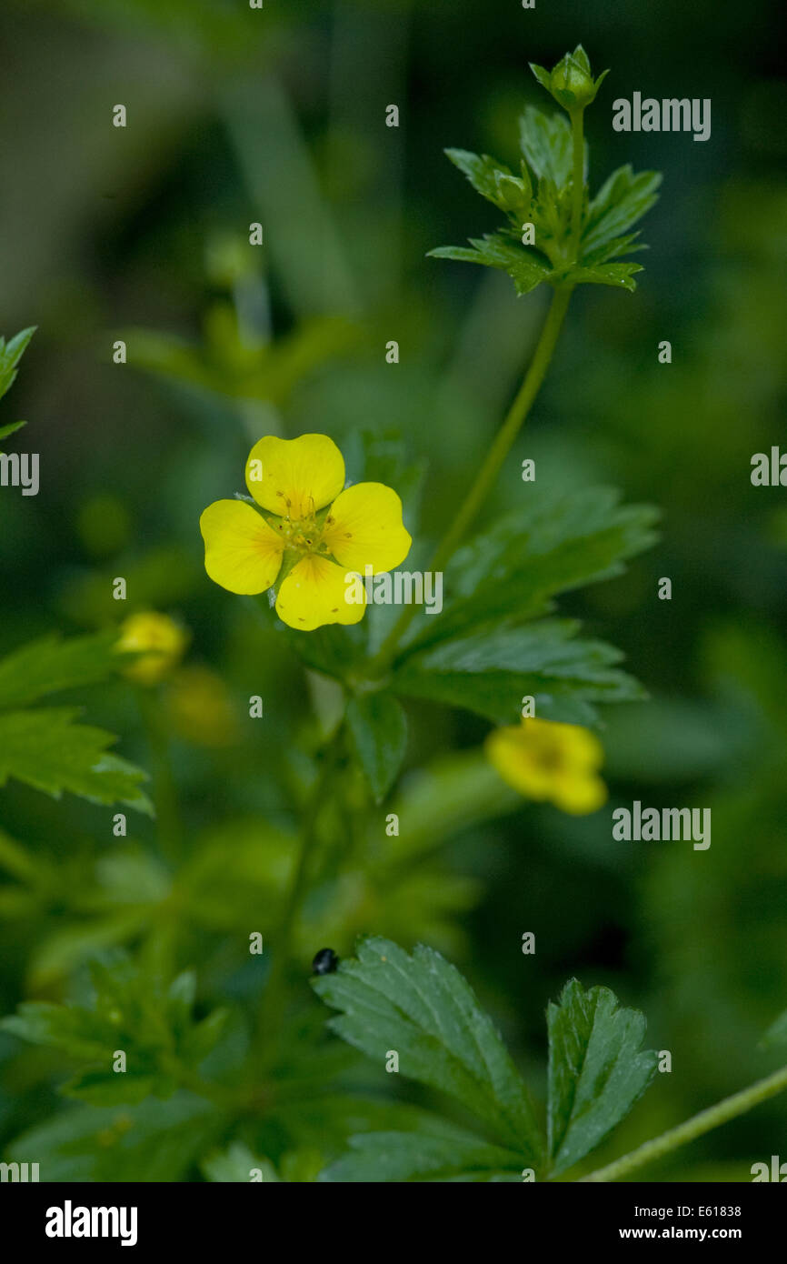 Tormentil, potentilla erecta Foto Stock