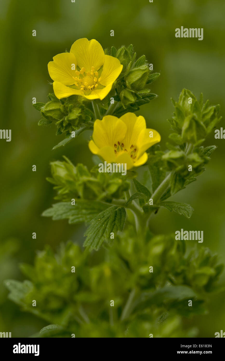 Cinquefoil, potentilla grandiflora Foto Stock