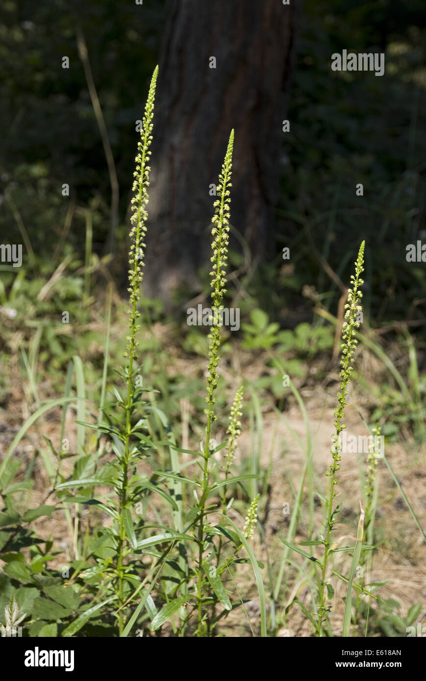 Dyer's Rocket, reseda luteola Foto Stock