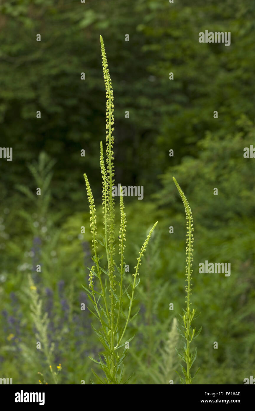 Dyer's Rocket, reseda luteola Foto Stock