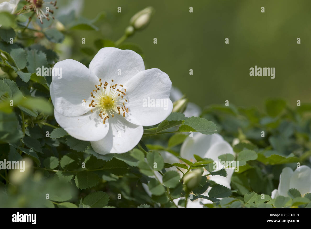 Burnett rosa, rosa spinosissima Foto Stock