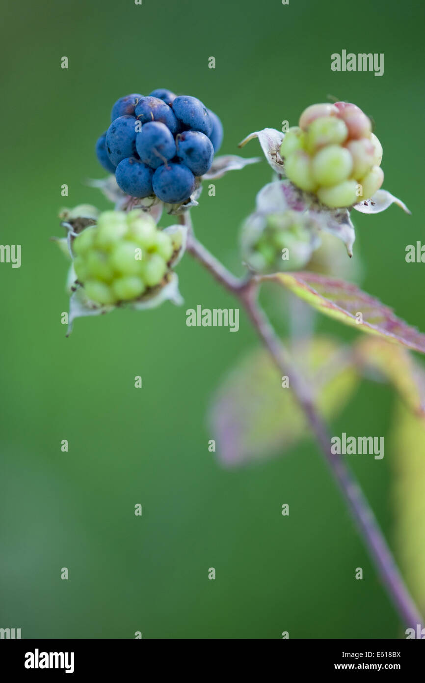 Unione dewberry, Rubus caesius Foto Stock