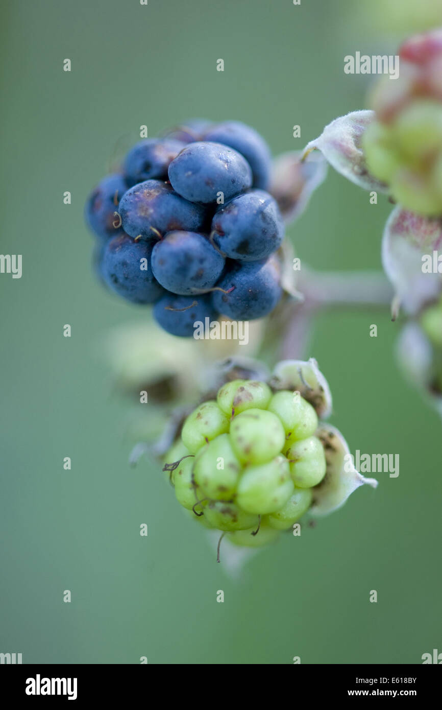 Unione dewberry, Rubus caesius Foto Stock