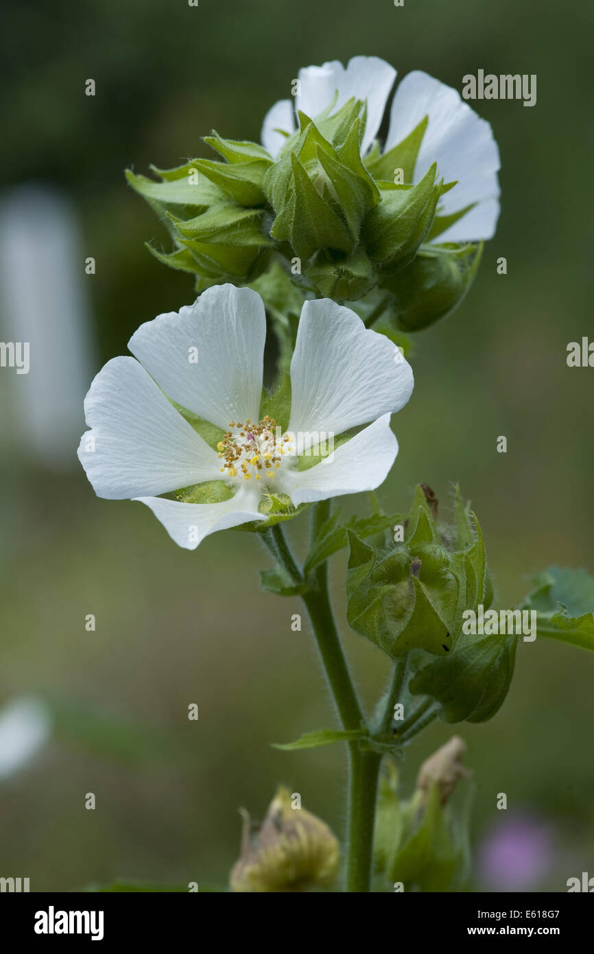 Marshmallow, Althaea officinalis Foto Stock