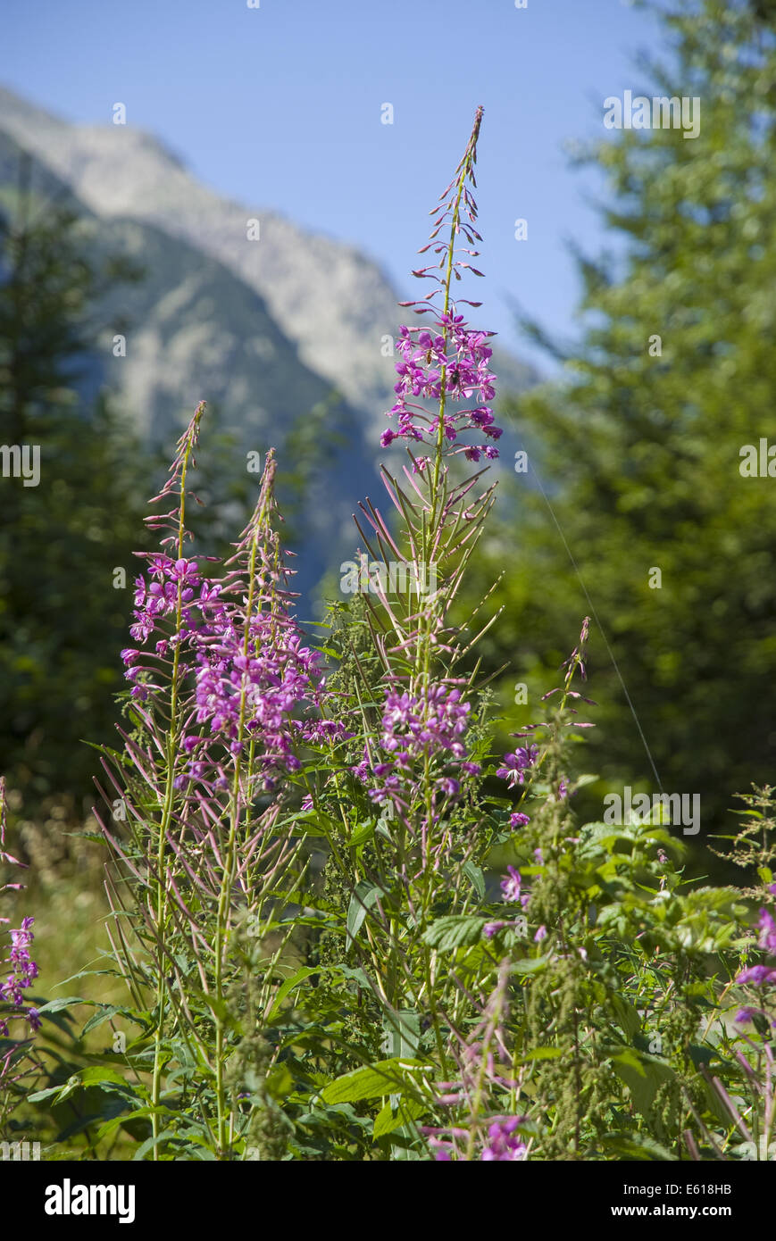 Rosebay willowherb, epilobium angustifolium Foto Stock