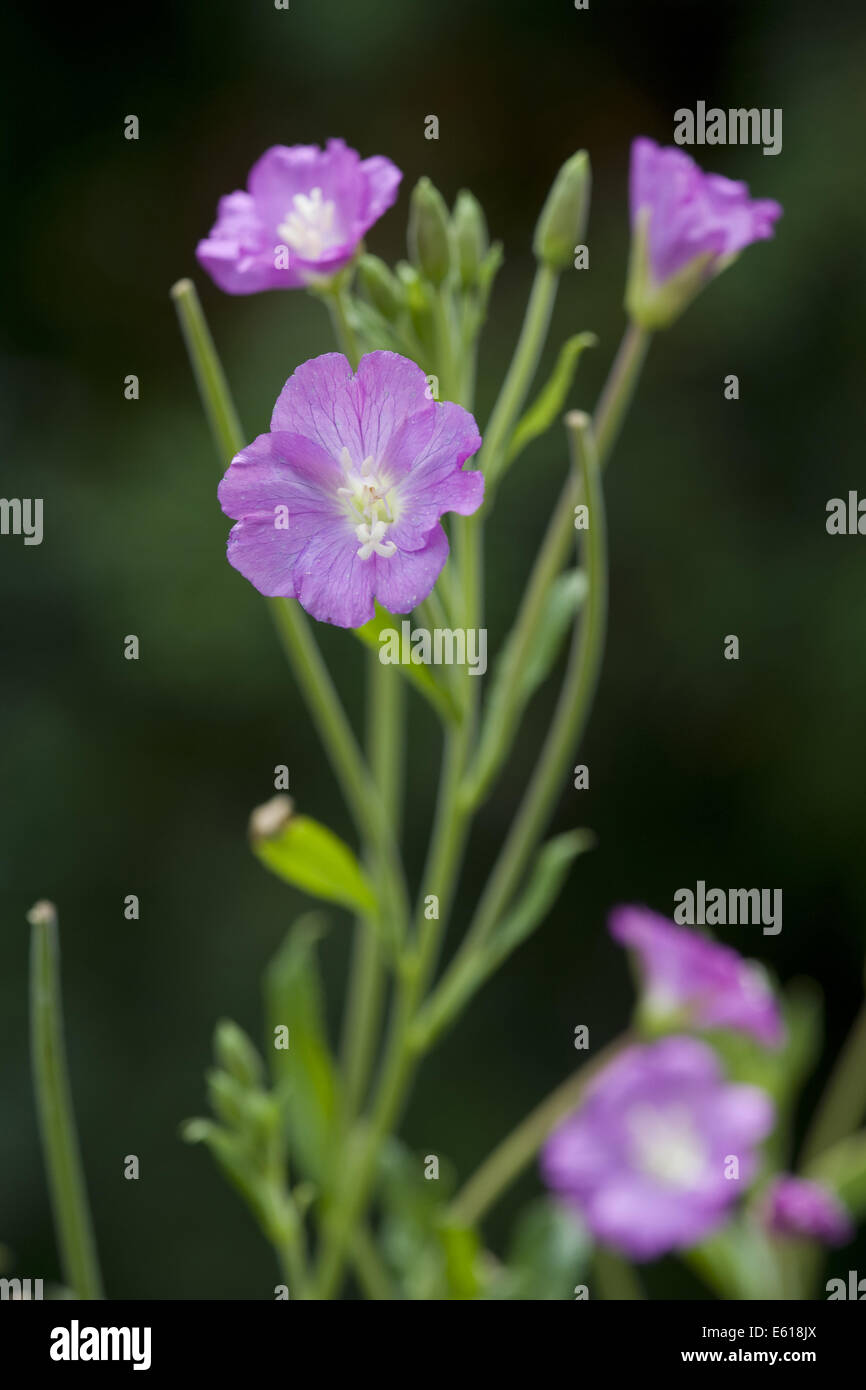 Grande willowherb, Epilobium hirsutum Foto Stock