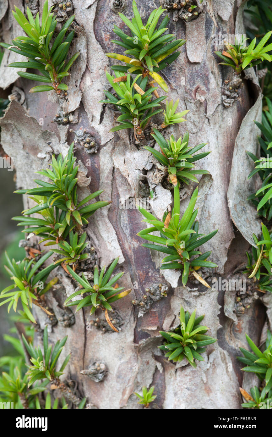 Corteccia di albero del Yew Foto Stock