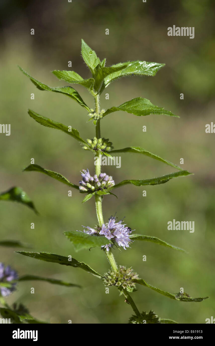 Campo di menta, menta arvense Foto Stock