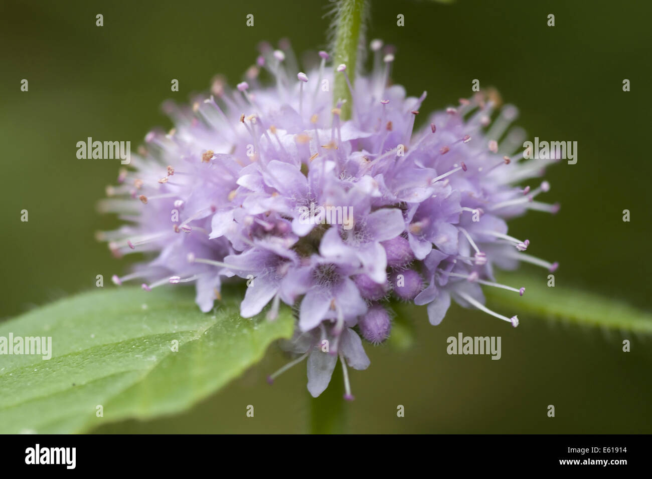Campo di menta, menta arvense Foto Stock