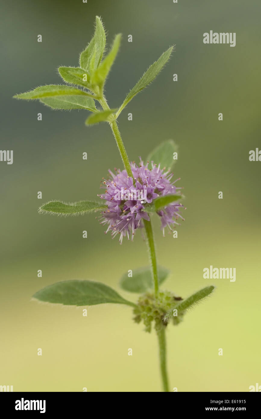 Campo di menta, menta arvense Foto Stock
