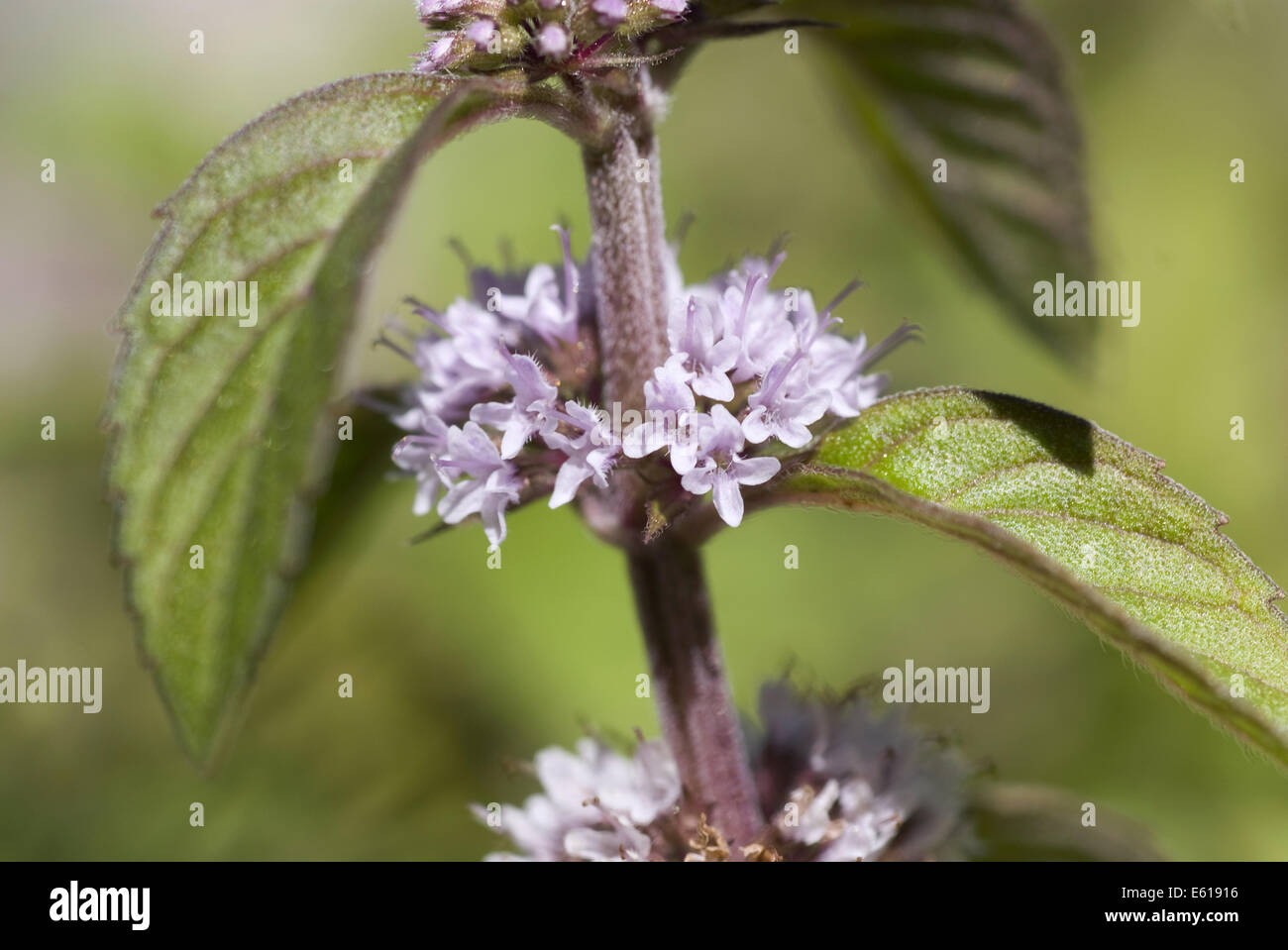 Campo di menta, menta arvense Foto Stock